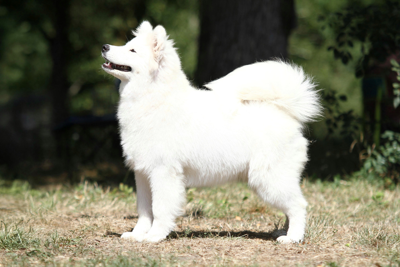 Amazing day arya of Karasea