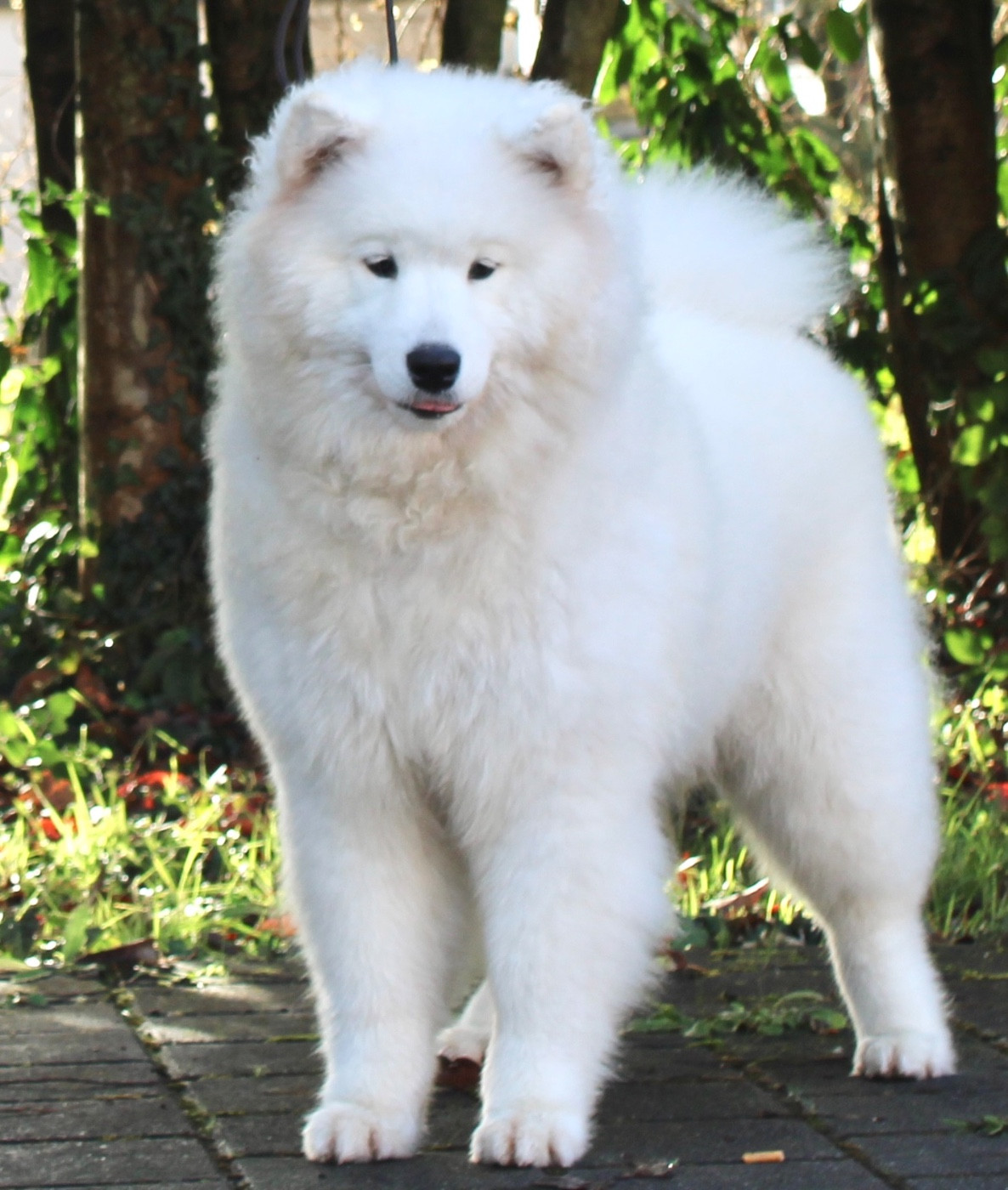 Always Be Happy Athena of Karasea