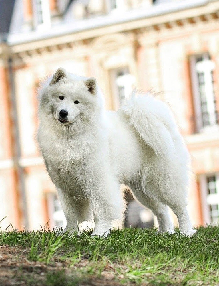 CH. United forever uyana of Karasea