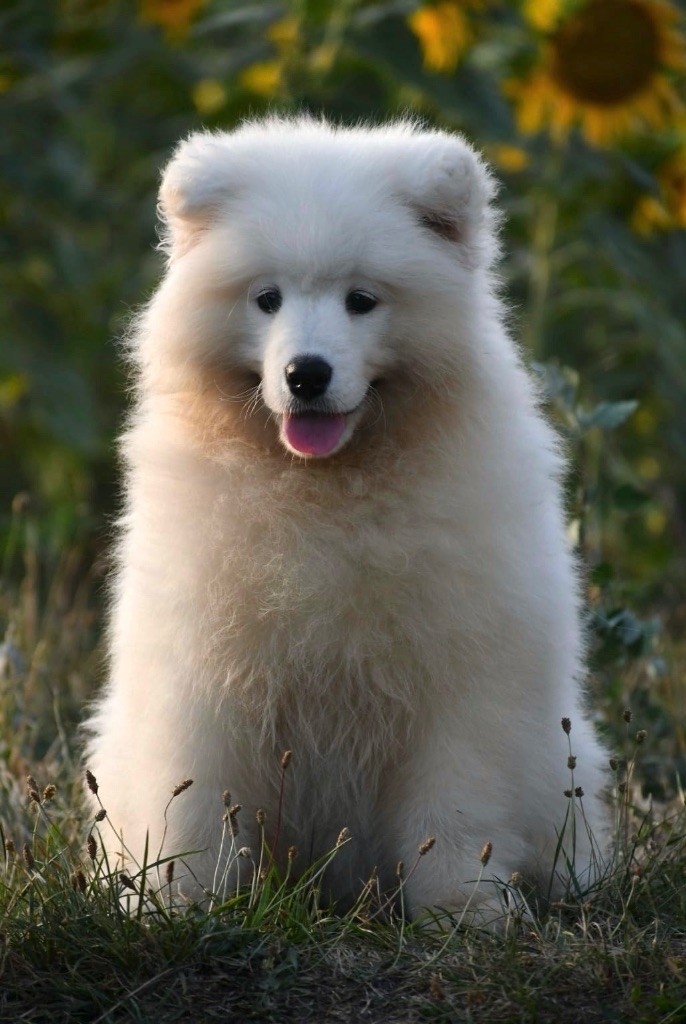 Always be happy athena of Karasea