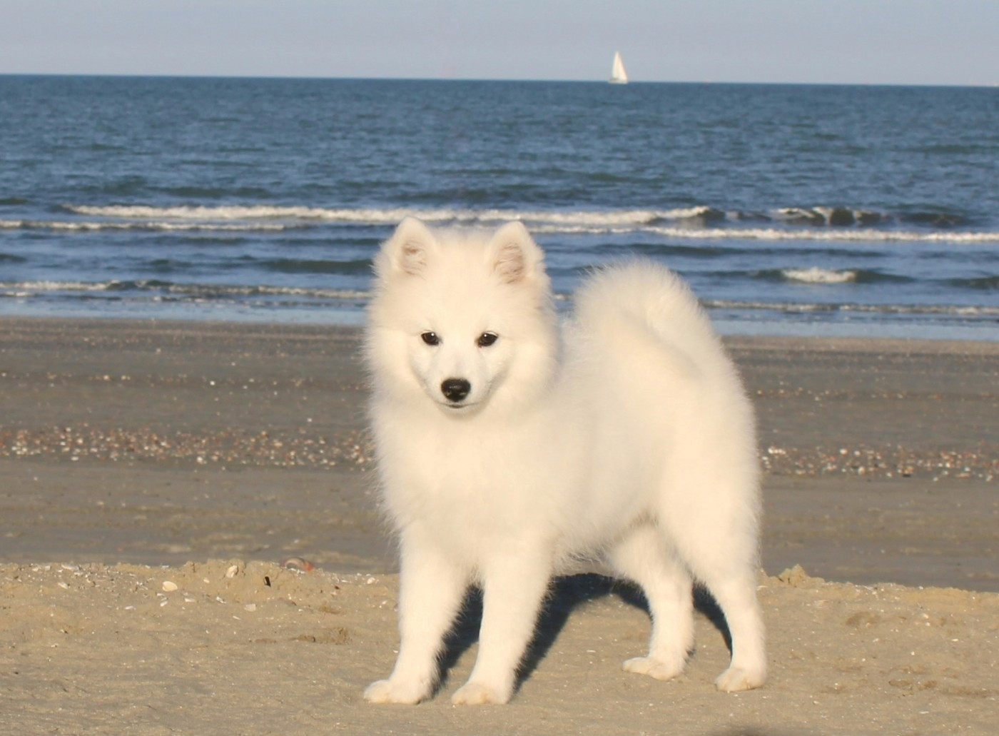 Another Star Is Born Yuki Of Fantasia Lover Land