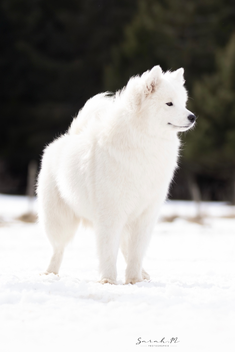 Vintage World Vanouk of Karasea