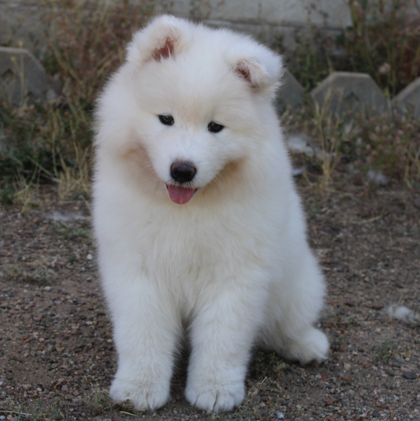 Of Volkana - Chiots disponibles - Samoyède