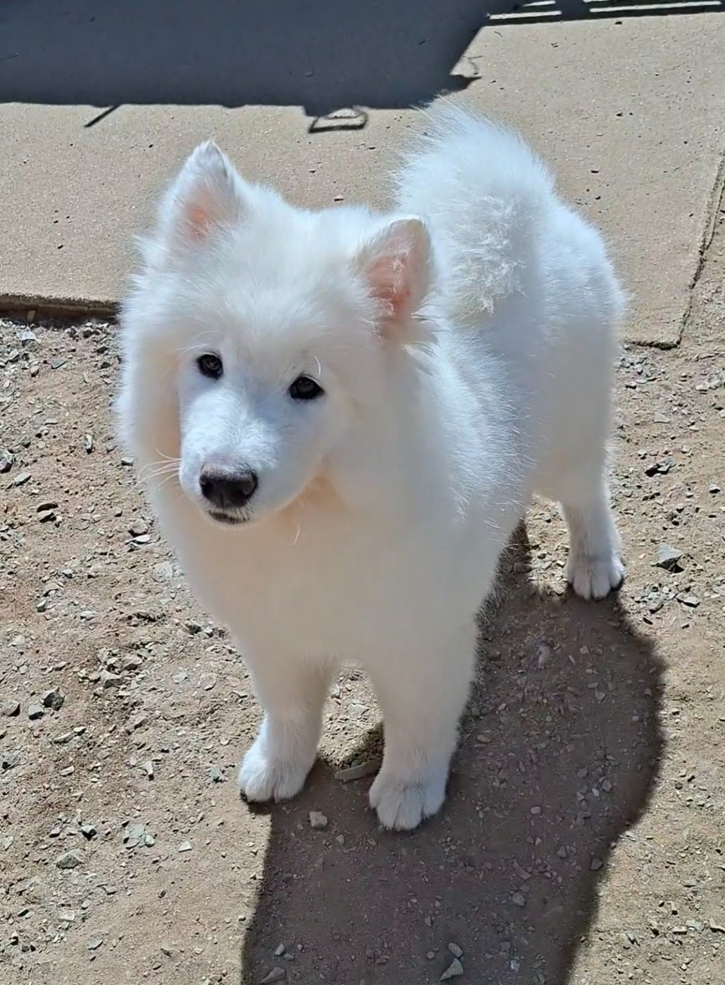 Of Volkana - Chiots disponibles - Samoyède